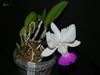 Cattleya walkeriana White Blue Lip